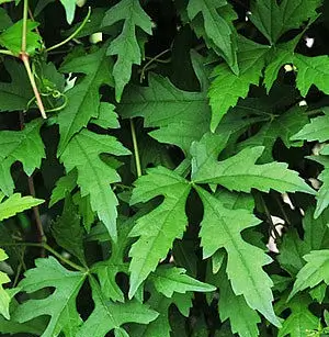 Ampelopsis aconitifolia Vid de fraternidad