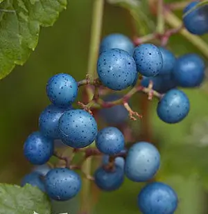 Ampelopsis glandulosa Elegans baga porcelana