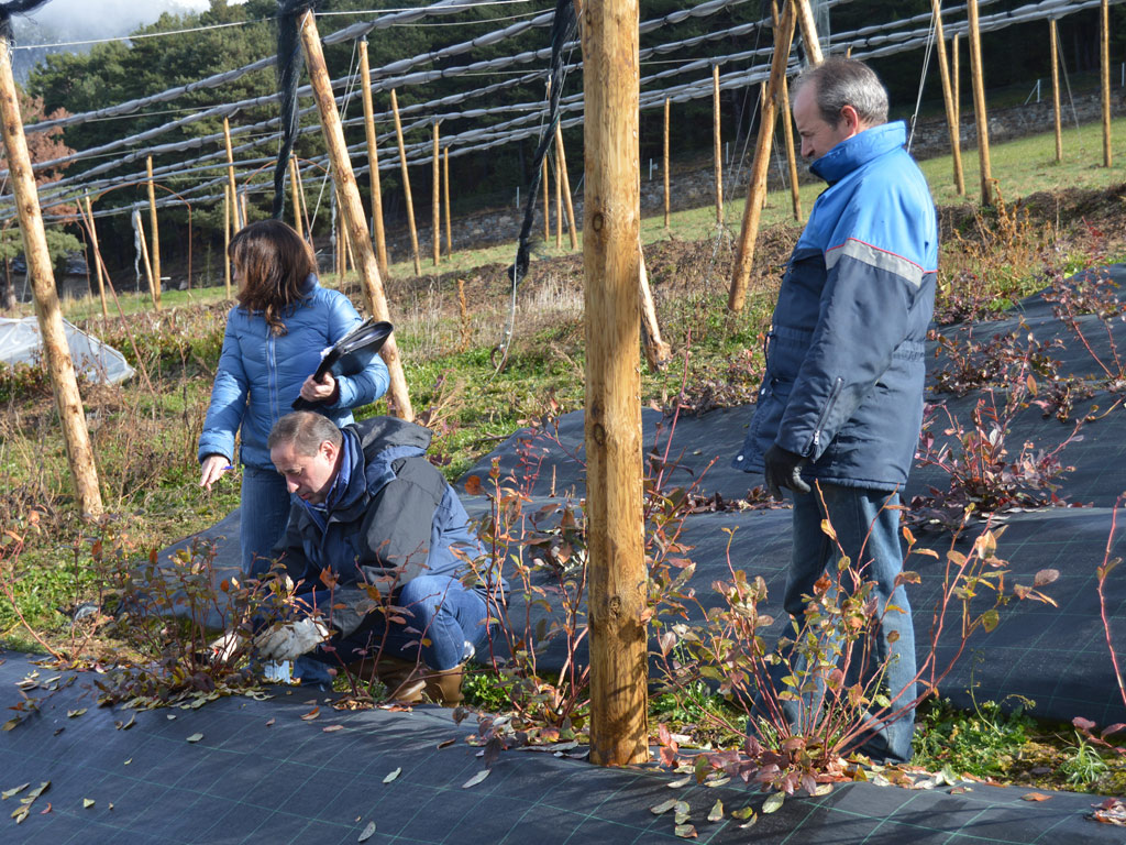 Project for the development of blueberry crop in the Principality of Andorra