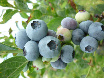 Blueberry bluegold