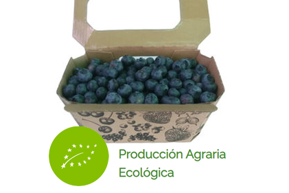 Caja tarrina de 1 kg de arndanos ecolgicos