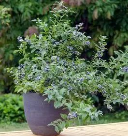 Venta online de arándano enano Vaccinium angustifolium