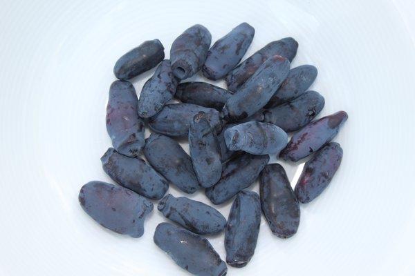 Arandano siberiano lonicera kamtschatica