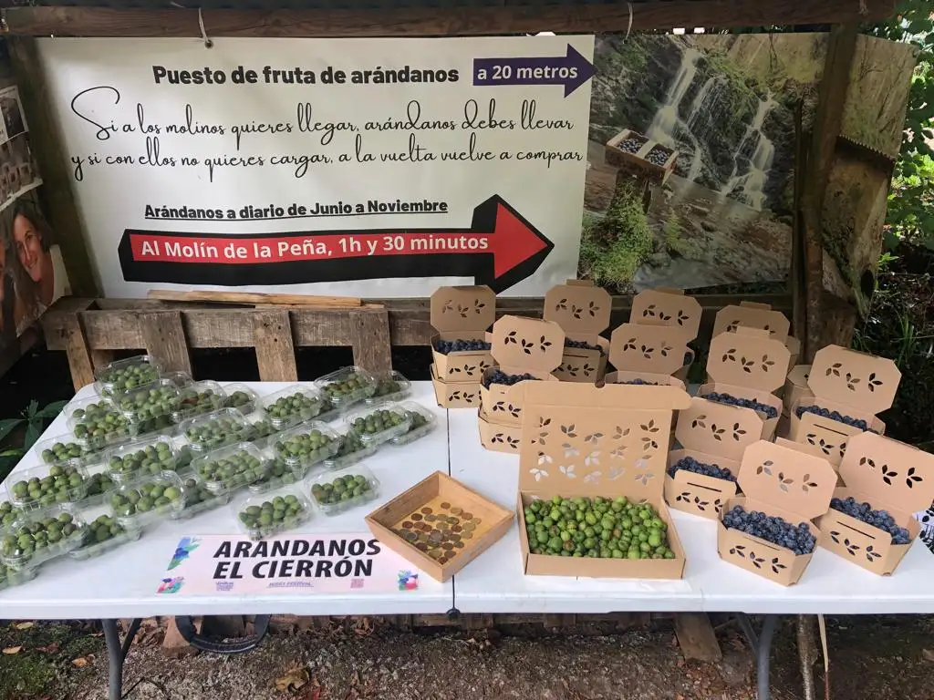 Venta Arndanos ecolgicos el Cierrn en Ruta Molinos Ro Profundo