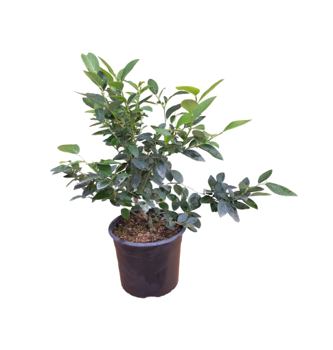 Venta online de planta arndano Aurora maceta 4L