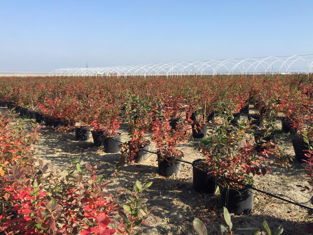 Consultancy and sharing know-how technique about blueberries management in Azerbaiyan