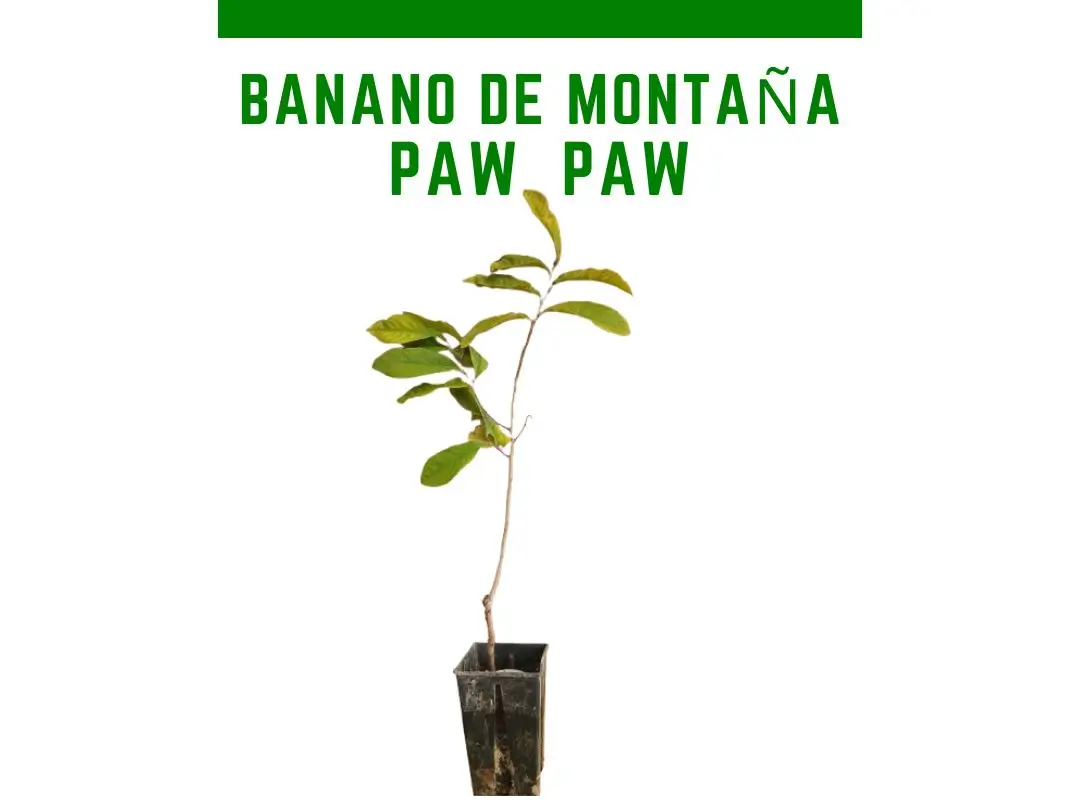 Planta de pawpaw banano monta�a Sunflower maceta 3 litros