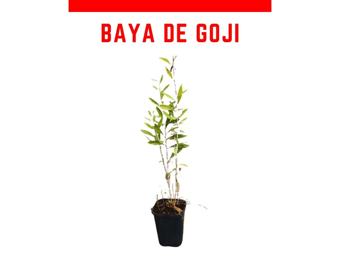 Planta Goji vaso 1 L