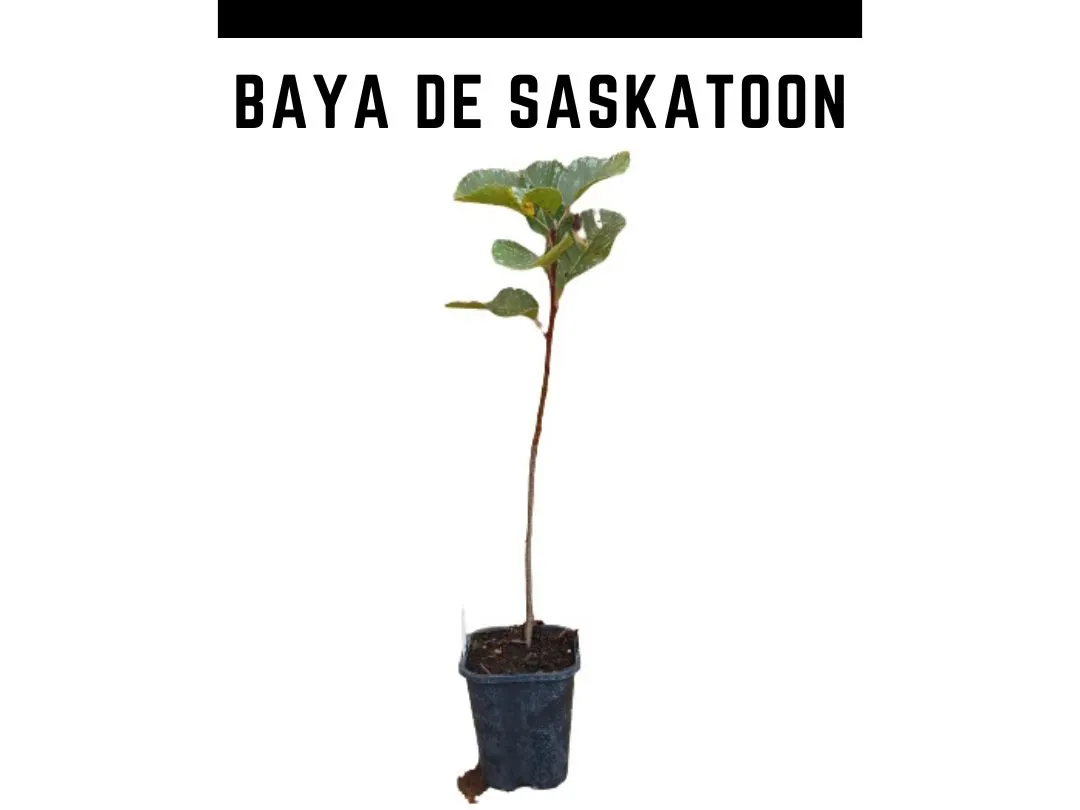 Planta de Baya de Saskatoon (Amelanchier alnifolia) en maceta de 1 L