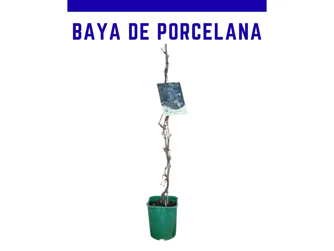 Planta de Baya de Porcelana Ampelopsis glandulosa `Elegans`