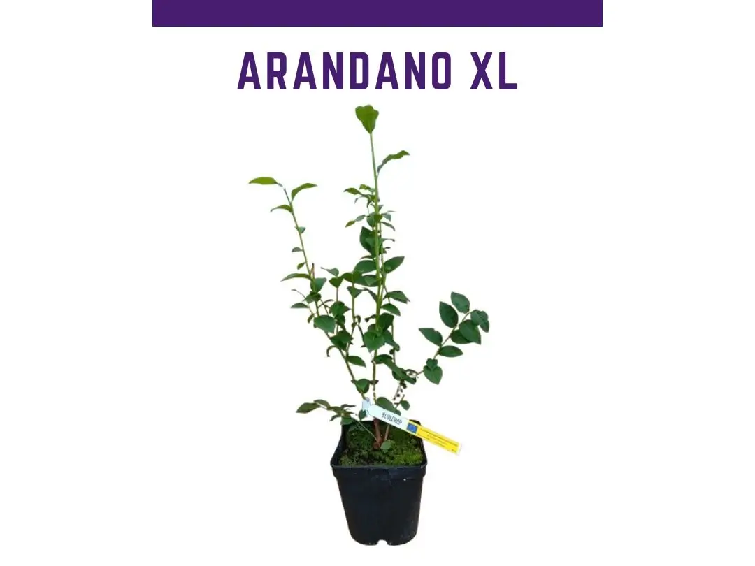 Planta arndano bluecrop maceta 4 L