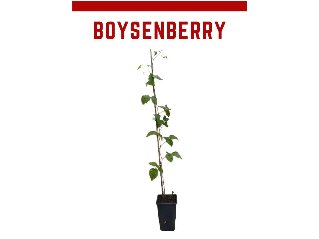 planta zarzamora frambuesa boysenberry Rubus ursinus
