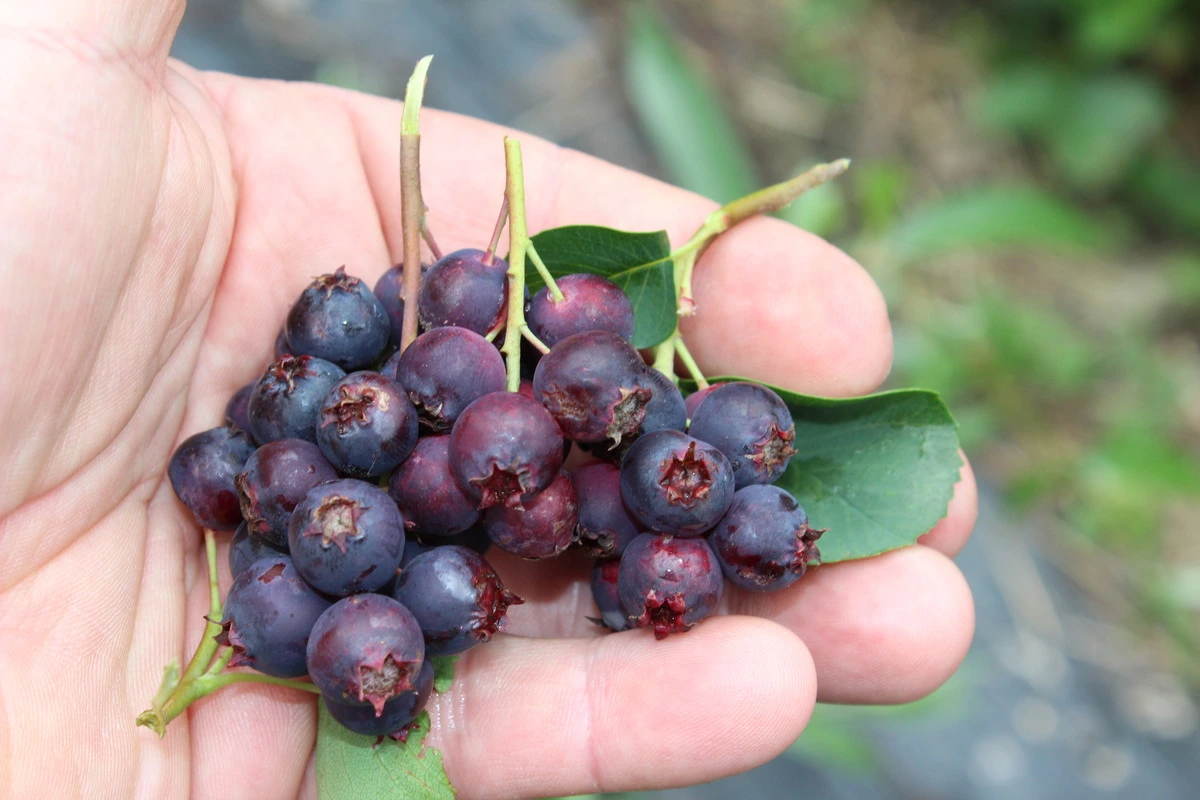 Venta online baya de Saskatoon, Amelanchier alnifolia