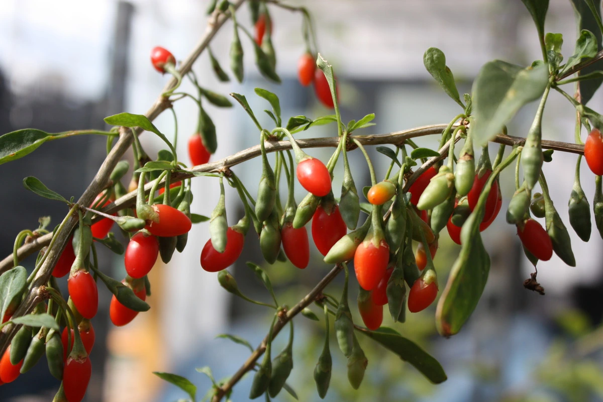 Venda online plantas Goji, Lycium barbarum