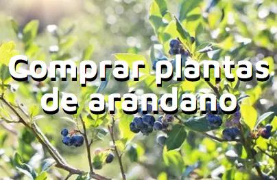 Artículo comprar plantas de arándano