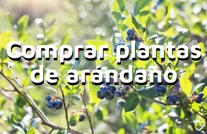 Artculo comprar plantas de arndano