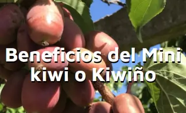 beneficios del mini kiwi