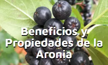 Artculo beneficios y propiedades aronia