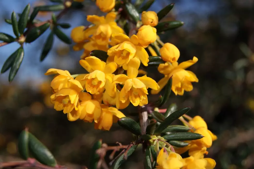 Plantas de agracejo hoja estrecha maceta 3 L