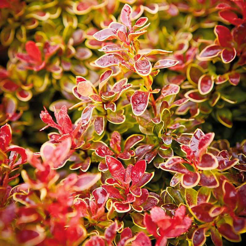 Plantas de agracejo japon�s rojo Admiration