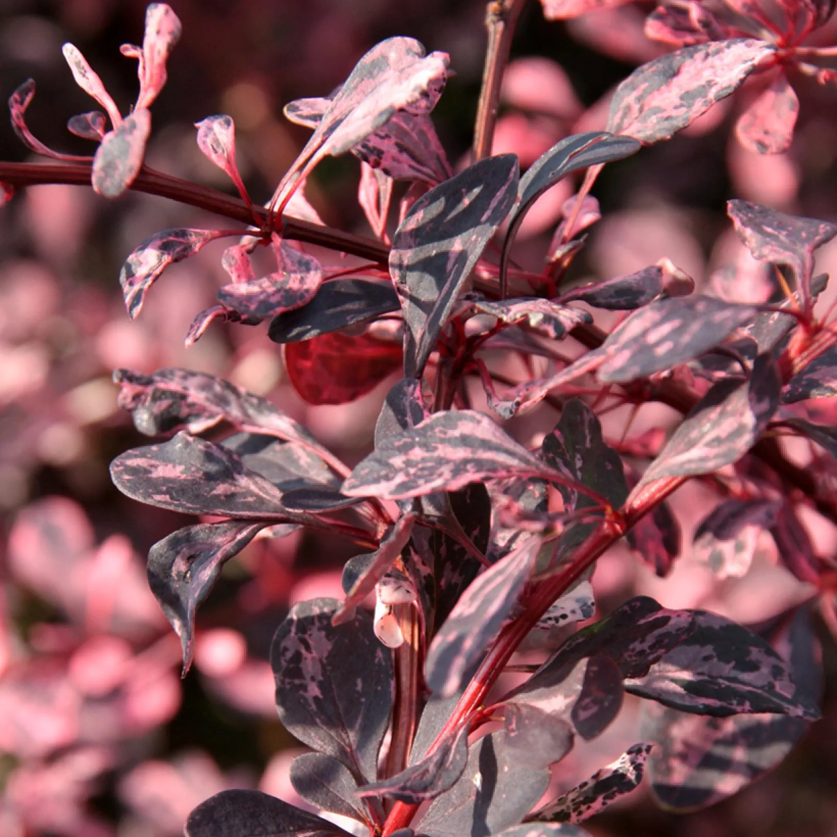 Agracejo japon�s p�rpura Harlequin Berberis thunbergii