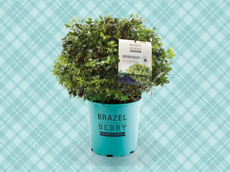 Planta de arándano Brazelberry Berrybux®