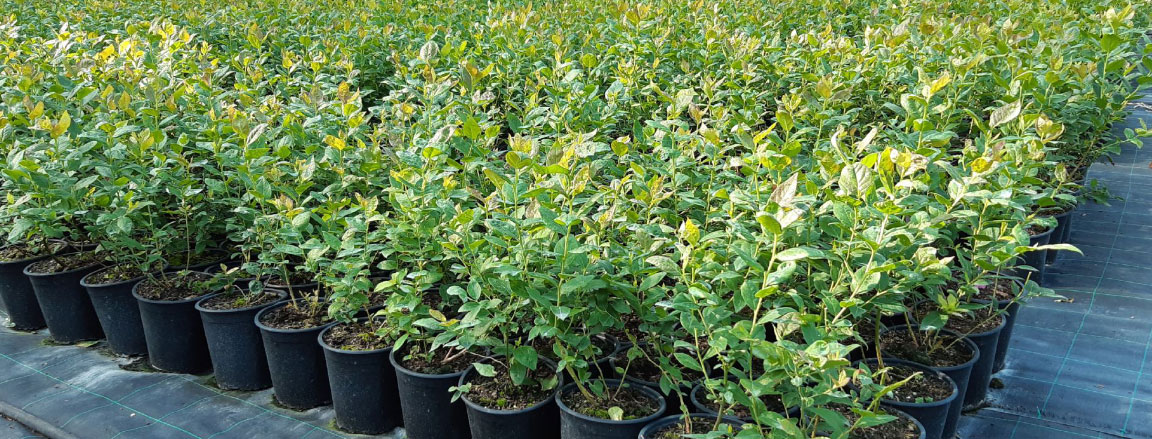 Big size berry plants for immediate harvest   Available in Blueberry, Raspberry, Blackberry, Currant, Chokeberry  Strawberry