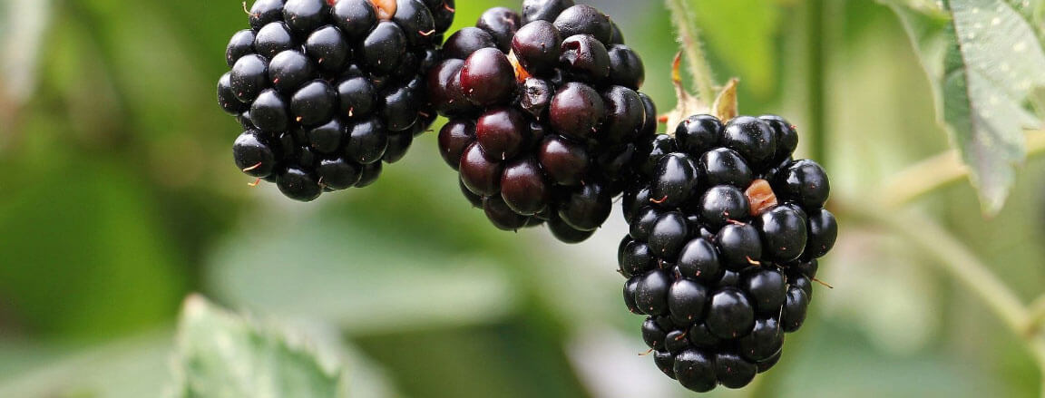 blackberries