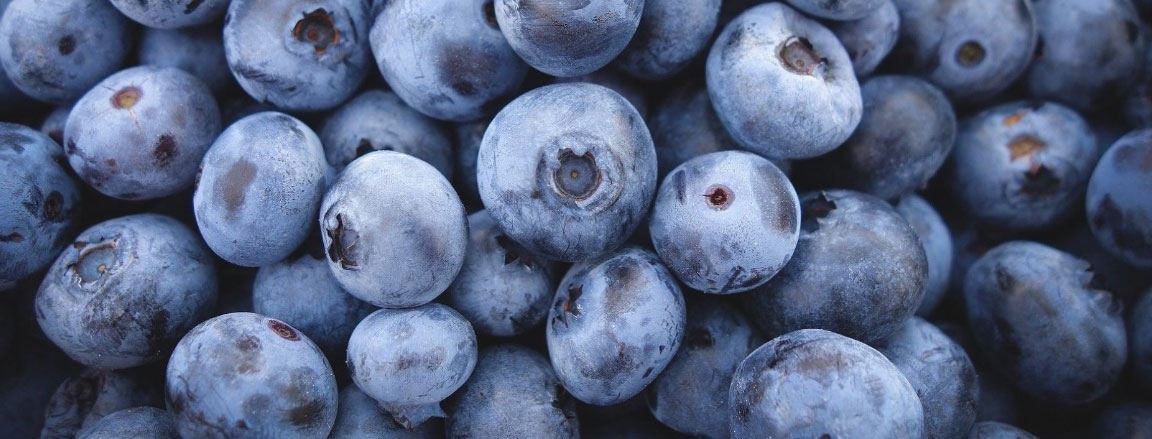 Consulting Blueberry plants