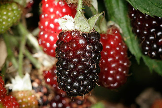 Zarzamora frambuesa boysenberry Rubus ursinus  idaeus