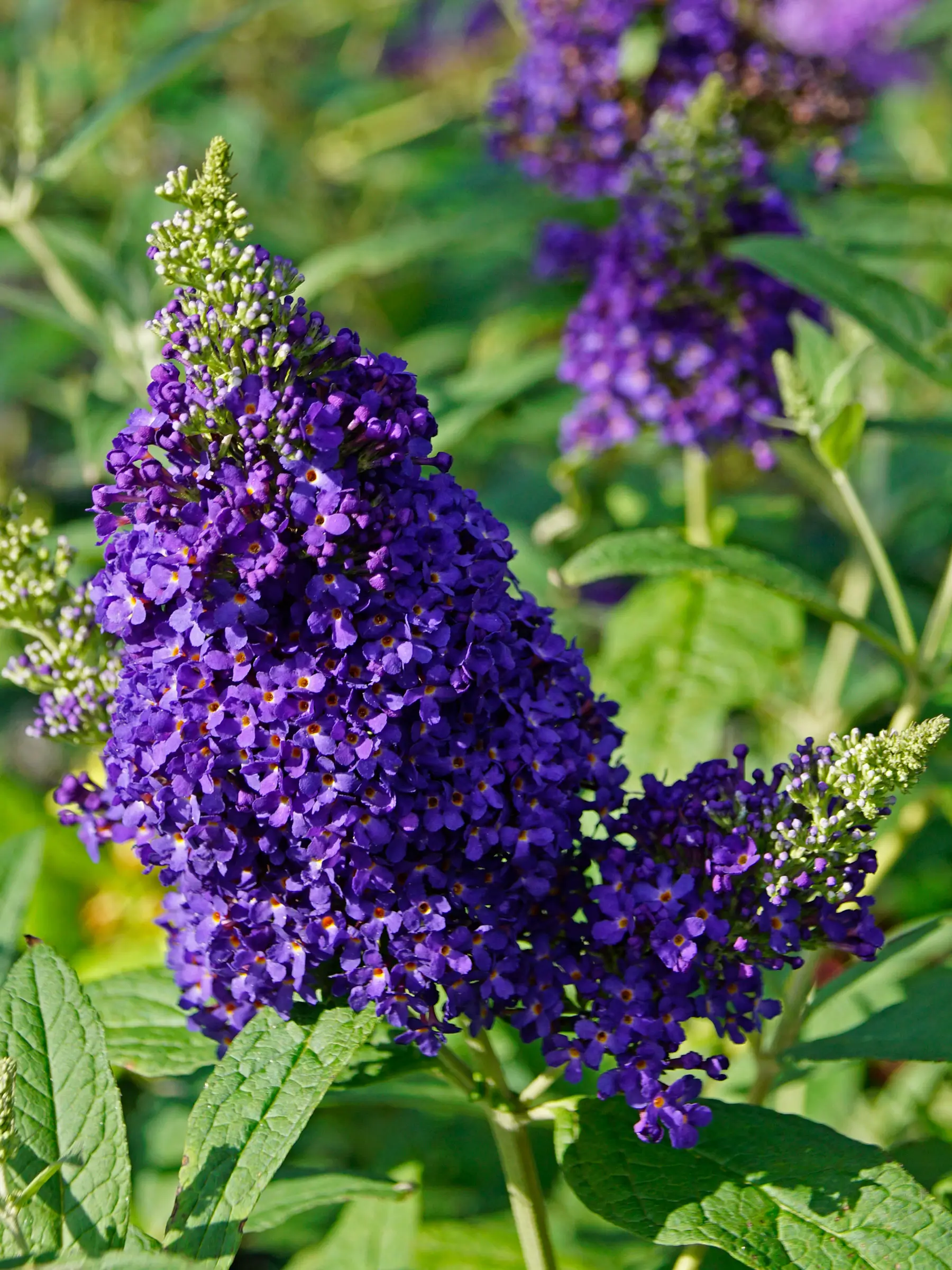 Buddleja davidii Buzz� Midnight