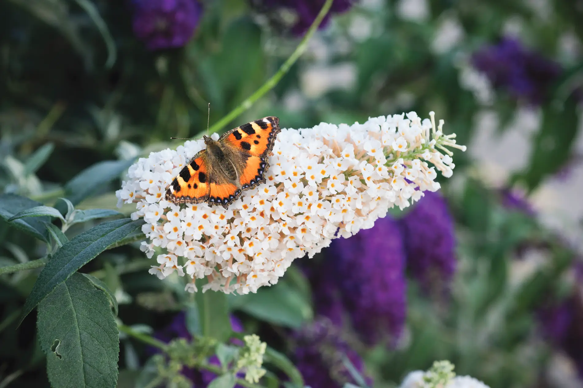 Buddleja davidii Buzz� Ivory