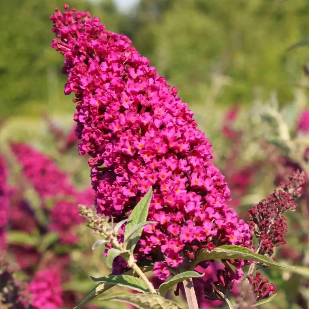Buddleja davidii Buzz� Magenta Improved
