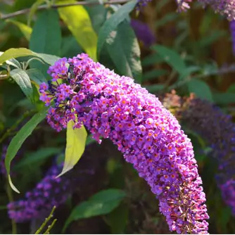 Plantas Buddleja davidii Buzz� Magenta improved maceta 3 L