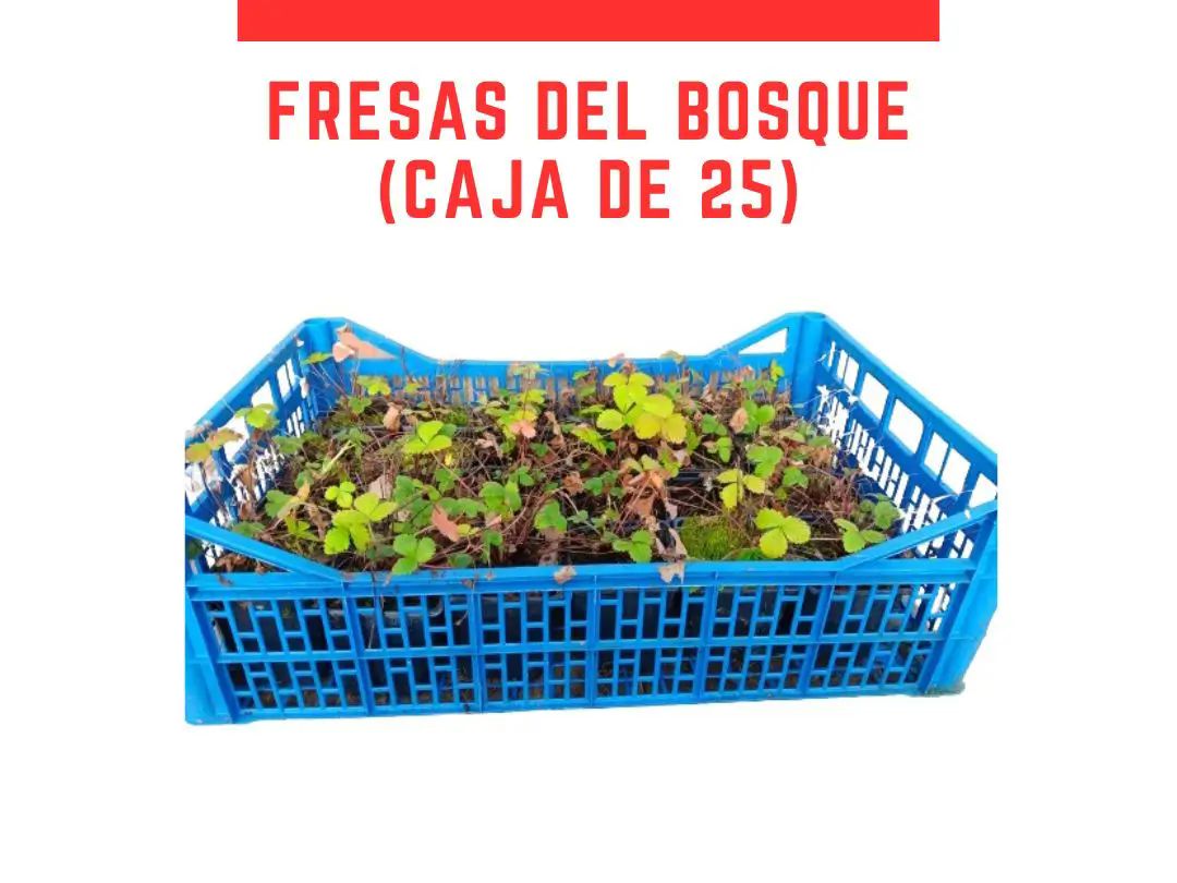 Venta online cajas de fresas del bosque maceta