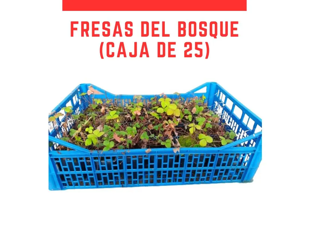 Venta online cajas de fresas del bosque maceta