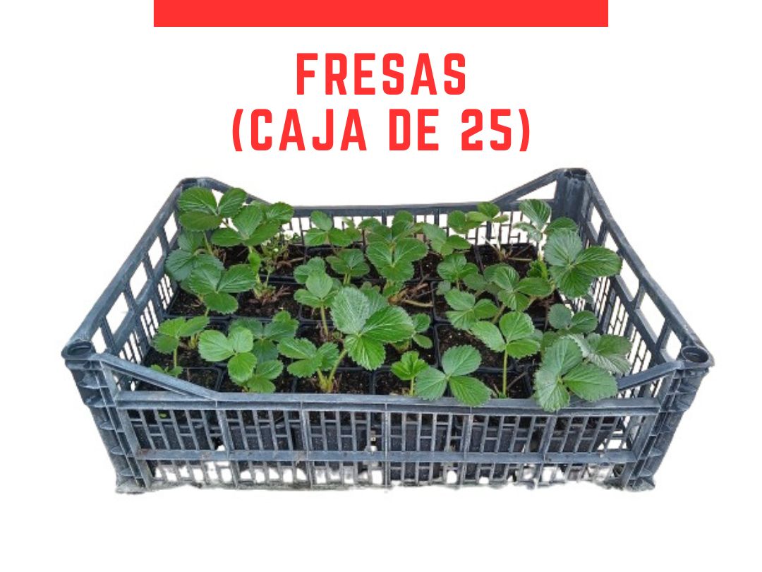 Caixa plantas de morango San andreas vaso P9