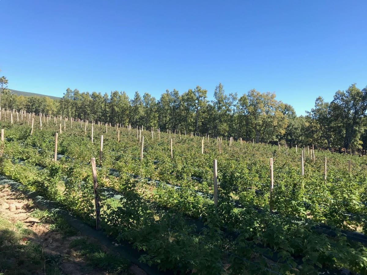 Vivero experto en consultoras plantaciones de frambuesas