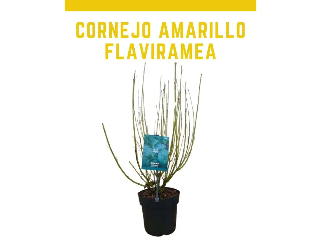 Planta de Cornejo amarillo Flaviramea maceta 5 L
