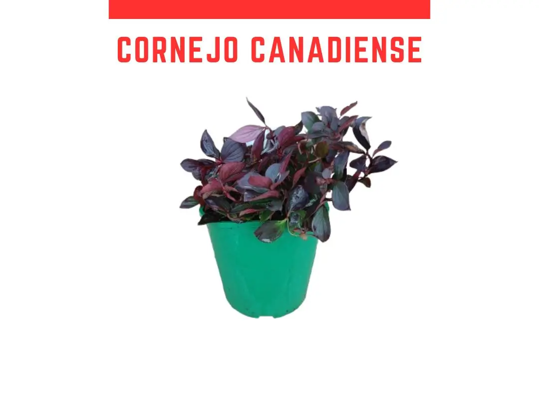 Cornus canadensis vaso 2L