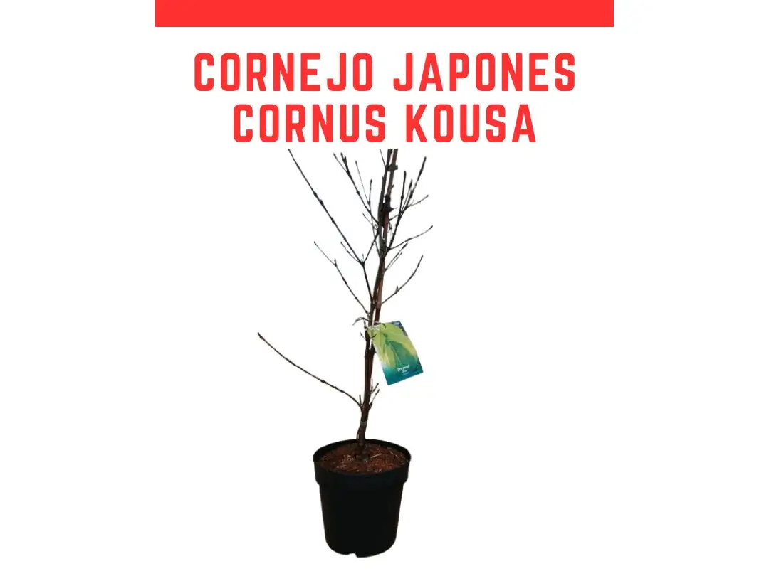 Planta de Cornejo japon�s kousa maceta 7 L