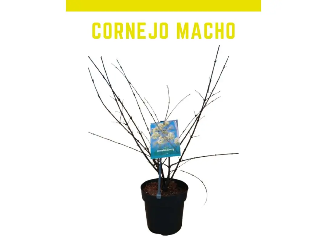 Planta de Cornejo macho maceta 5 L