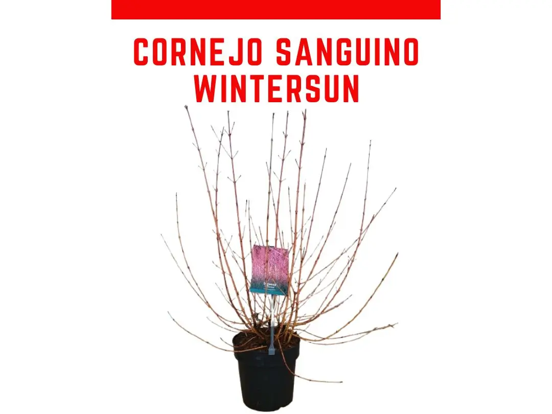 Planta de Cornejo sanguino `Wintersun` maceta 5 L