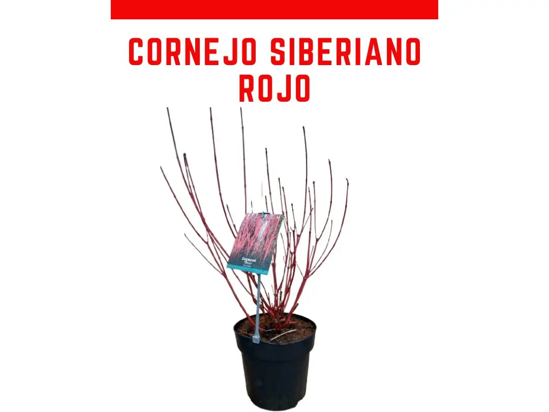 Planta de Cornejo siberiano rojo Sibirica maceta 5 L