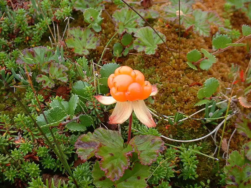 cloudberry, zarzamora de color salmn