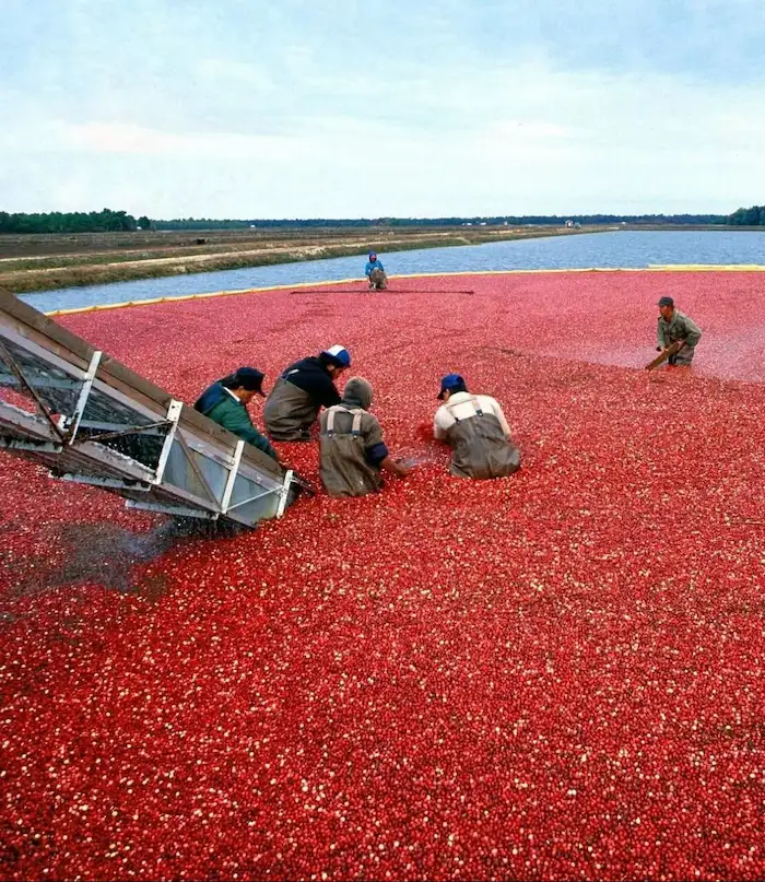 Colheita de mirtilos vermelho