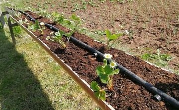 Cmo cultivar fresas fuera suelo