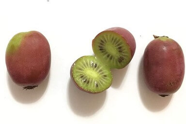 Preguntas frecuentes de frutos del bosque