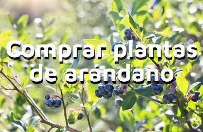 Comprar plantas de arndano