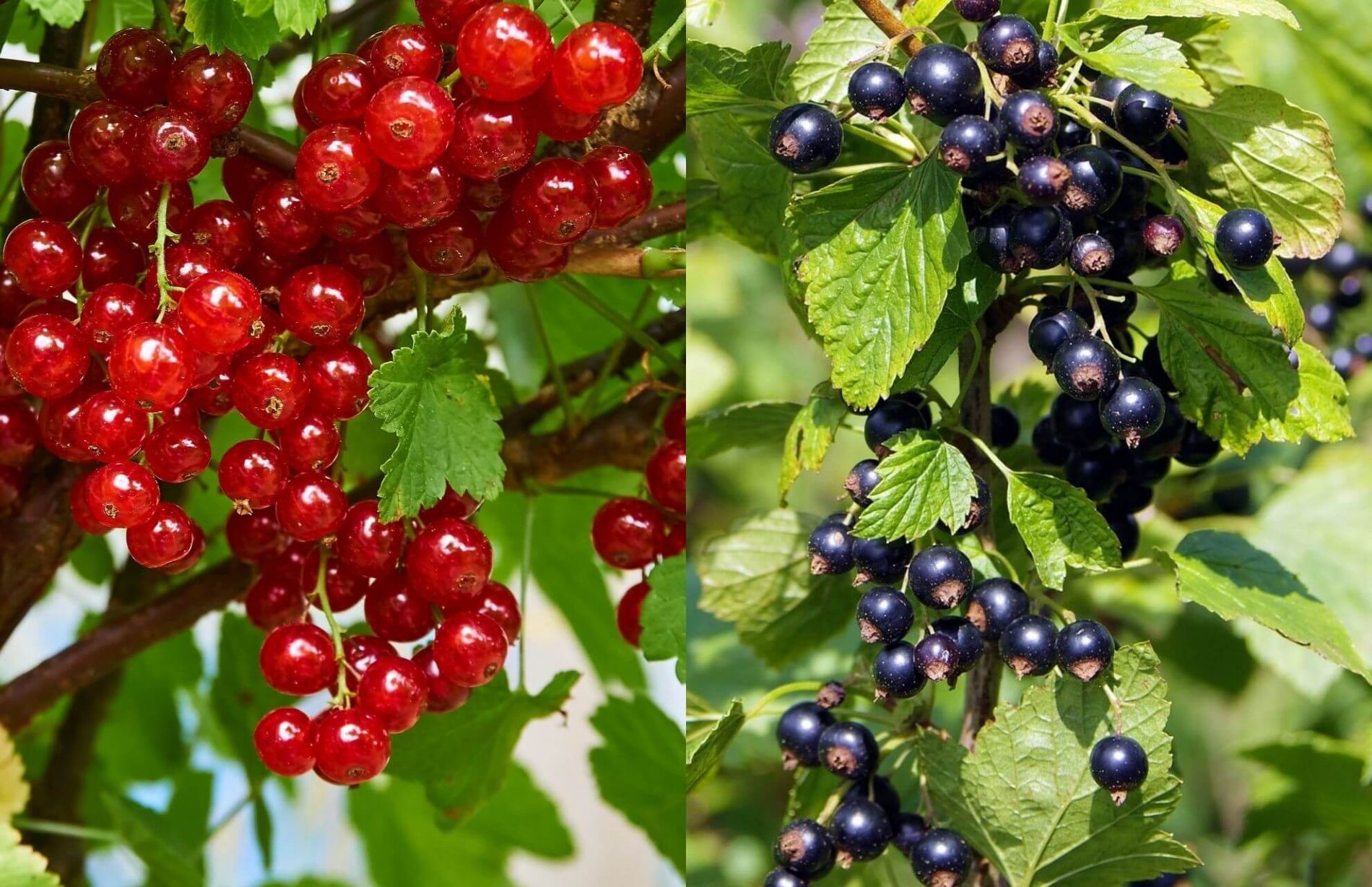 Comprar plantas de grosella, grosella roja y grosella negra